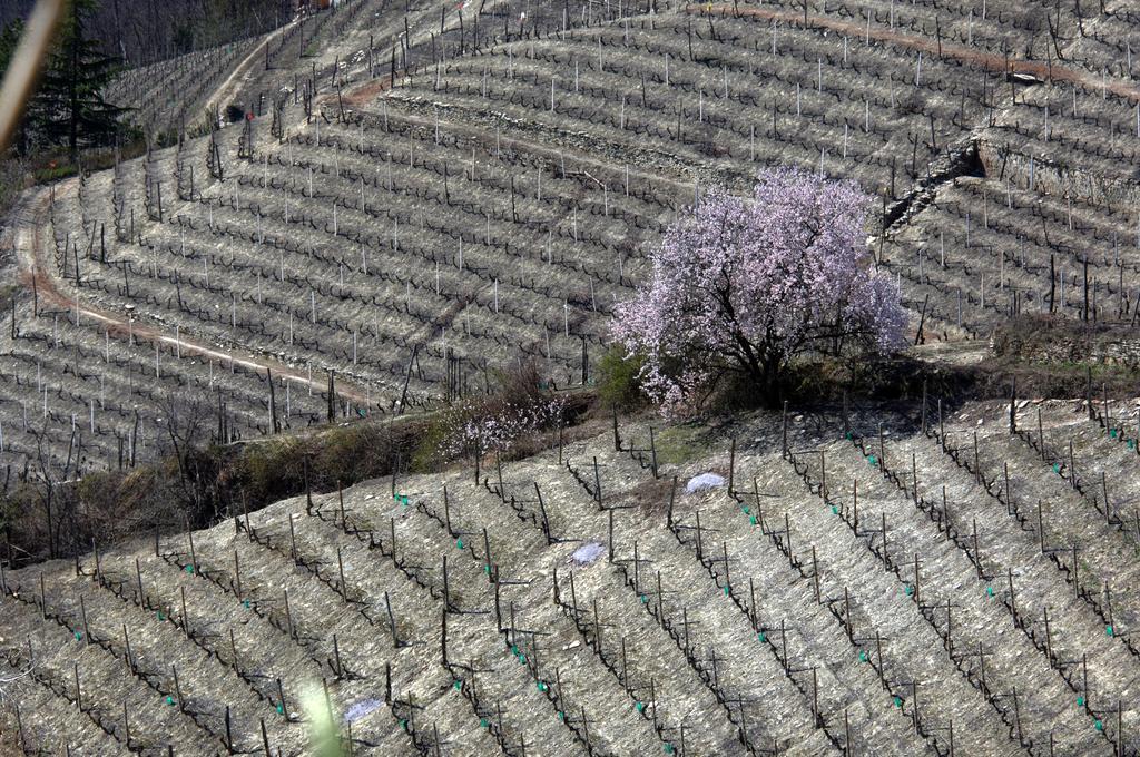 Cascina Arcangelo Raffaele Verduno Extérieur photo